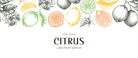 Lime fruit border. Exotic plants seamless pattern. Botanical design in color. Citrus fruit sketches.Hand drawn vector illustration. NOT AI generated